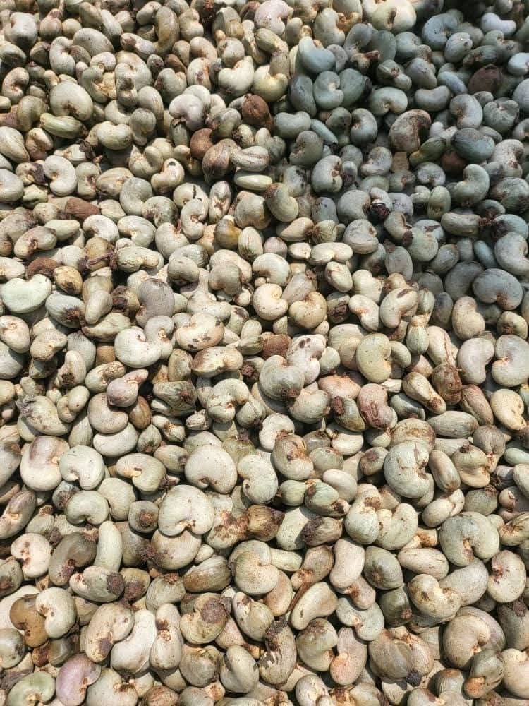 Nigeria-origin raw cashew nuts for export