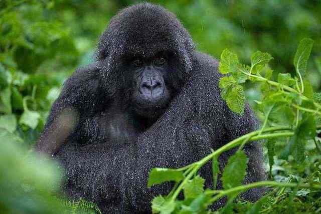 Mountain gorilla
