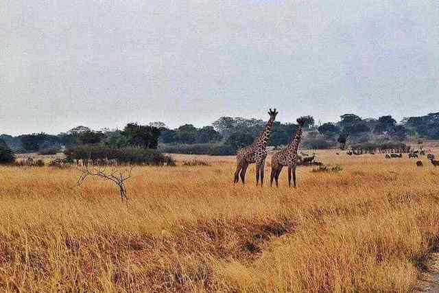 Akagera National Park