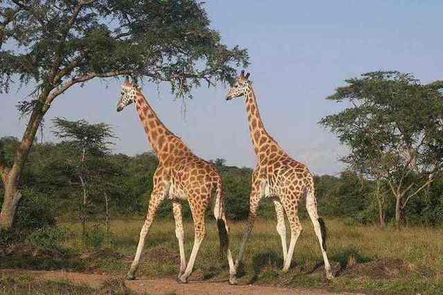 Wildlife and Nature
