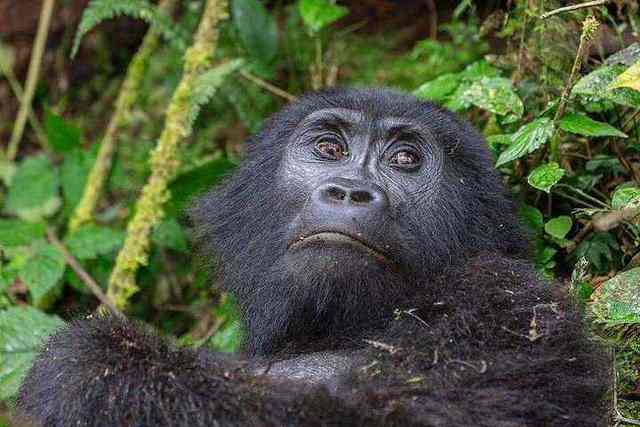 Bwindi forest and mountain gorilla, Uganda