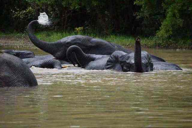Mole National Park in Ghana
