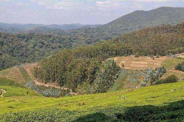 Tea and eucalyptus near Nyungwe